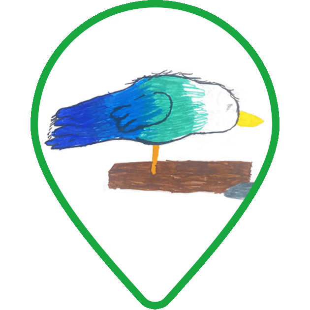 A Bird Bath